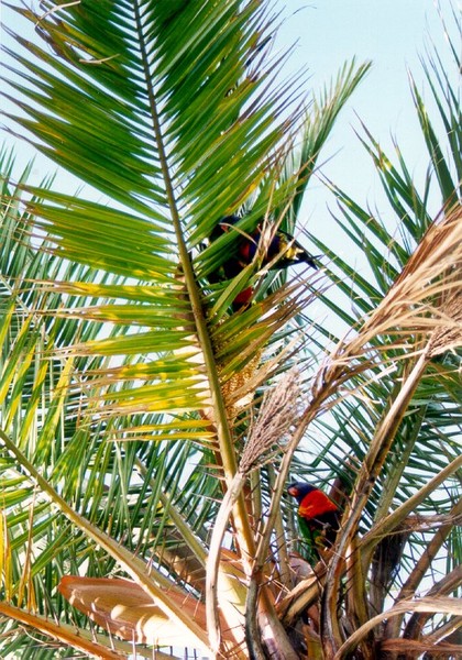 Rainbow Lorikeet